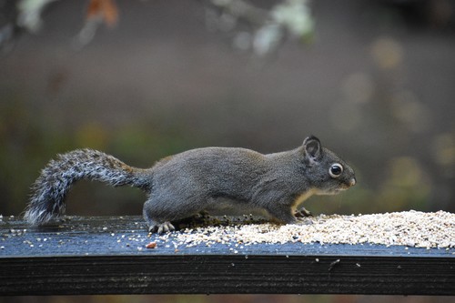 Douglas's Squirrel (Tamiasciurus douglasii)