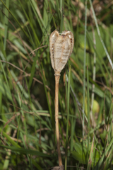 Fritillaria latifolia