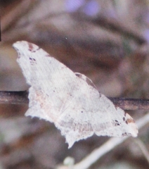 Lepidoptera