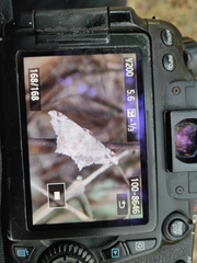 Lepidoptera