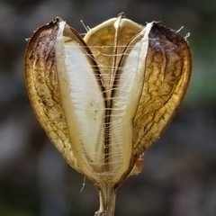 Cardiocrinum cordatum