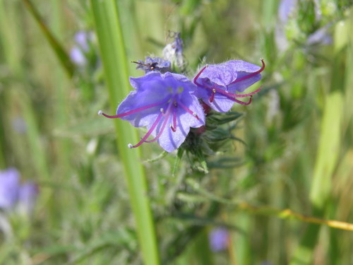 Paprastasis ežeinis