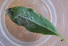 Siphoninus phillyreae