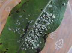 Siphoninus phillyreae