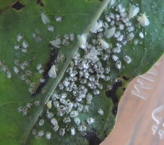 Siphoninus phillyreae