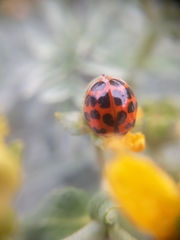 Harmonia axyridis