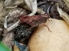 Tettigidea