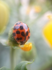 Harmonia axyridis