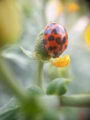 Harmonia axyridis