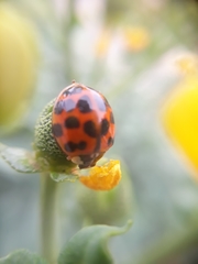 Harmonia axyridis