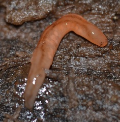 Argonemertes dendyi