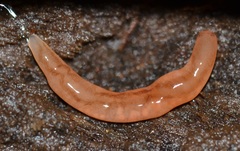 Argonemertes dendyi