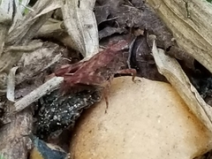 Tettigidea