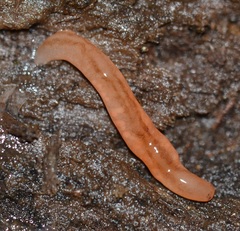 Argonemertes dendyi