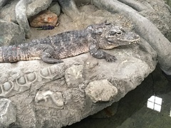 Alligator sinensis