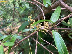 Parsonsia brownii