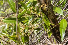 Parsonsia brownii