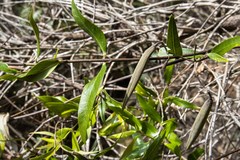 Parsonsia brownii