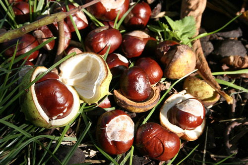 Paprastasis kaštonas nuotrauka