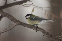 Parus major