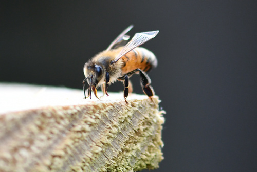 Apis mellifera image