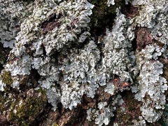 Crespoa crozalsiana
