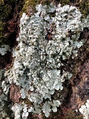 Crespoa crozalsiana