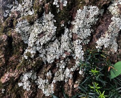 Crespoa crozalsiana