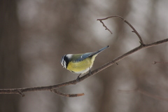 Cyanistes caeruleus