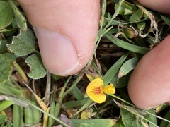 Zornia dyctiocarpa