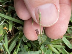 Zornia dyctiocarpa