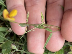 Zornia dyctiocarpa