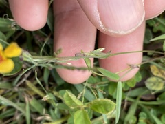 Zornia dyctiocarpa