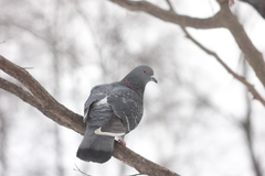 Columba livia domestica