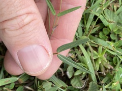 Zornia dyctiocarpa