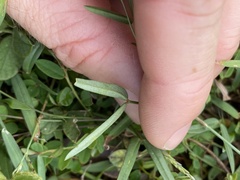 Zornia dyctiocarpa
