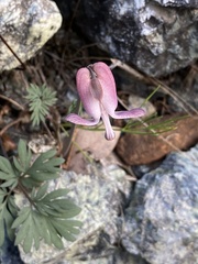 Dicentra pauciflora