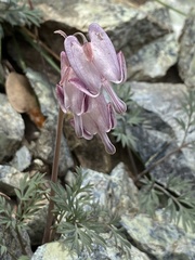 Dicentra pauciflora