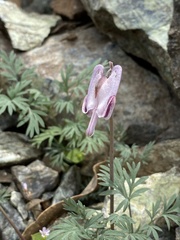 Dicentra pauciflora