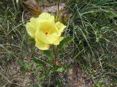 Cienfuegosia drummondii