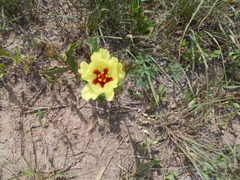 Cienfuegosia drummondii