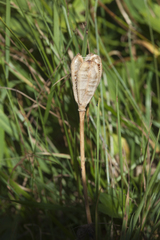 Fritillaria latifolia