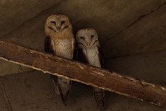 Tyto alba poensis
