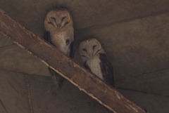 Tyto alba poensis
