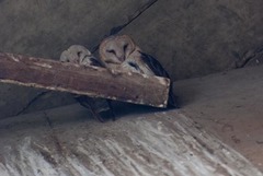 Tyto alba poensis