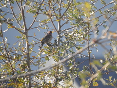 Haemorhous mexicanus