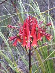 Blandfordia punicea