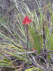 Blandfordia punicea