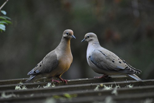 Mourning Dove photographed in California