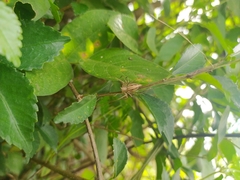 Oxyopes javanus